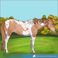 Horse Color:Gold Champagne Tobiano 