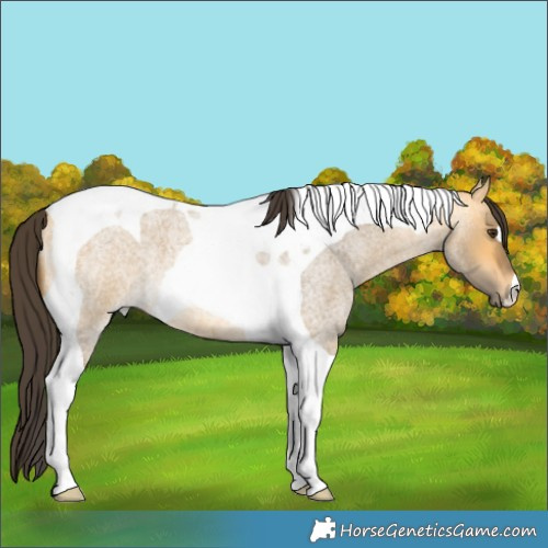Horse Color:Buckskin Roan Dun Tobiano 