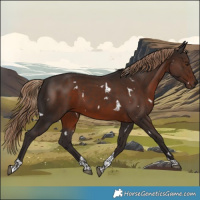 Horse Color:White Spotted Liver Chestnut Tobiano Rabicano