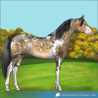 Horse Color:White Spotted Buckskin Ice Dun Sabino Brindle 