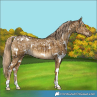 Horse Color:White Spotted Chocolate Palomino Ice Dun Brindle