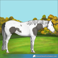 Horse Color:Grullo Splash Tobiano