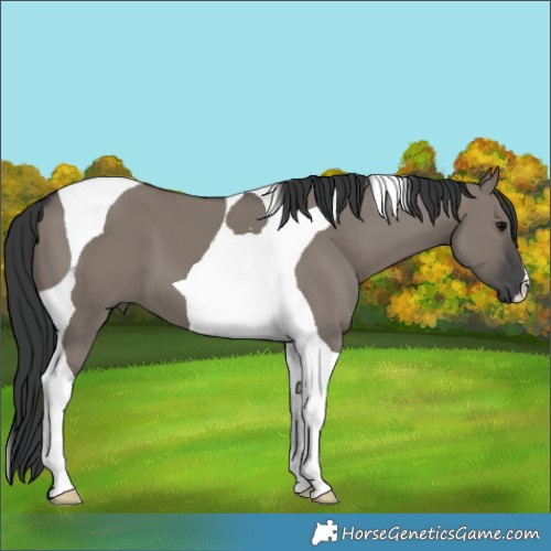 Horse Color:Grullo Tobiano 