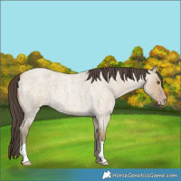 Horse Color:Classic Cream Champagne Roan Dun 