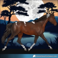 Horse Color:Liver Chestnut Tobiano Rabicano 