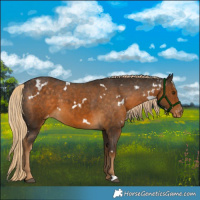 Horse Color:White Spotted Chocolate Palomino Appaloosa 