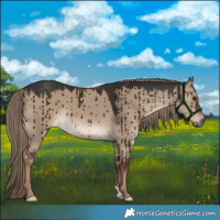 Horse Color:Liver Red Dun Brindle 