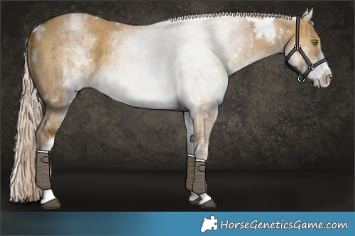 Horse Color:White Spotted Chocolate Palomino Dun Brindle 