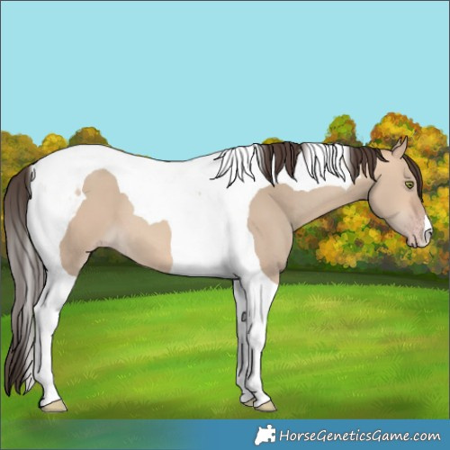 Horse Color:Amber Champagne Dun Tobiano 