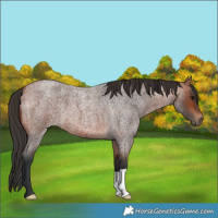 Horse Color:Bay Roan