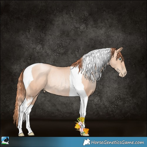 Horse Color:Sable Champagne Pearl Tobiano Rabicano 