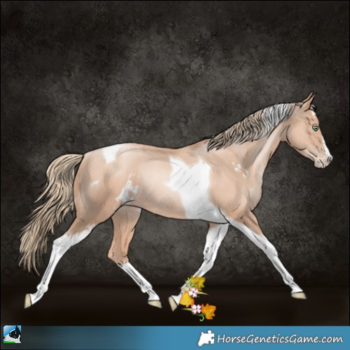 Horse Color:Gold Champagne Pearl Sabino Tobiano Rabicano