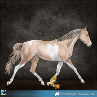 Horse Color:Gold Champagne Pearl Sabino Tobiano Rabicano 