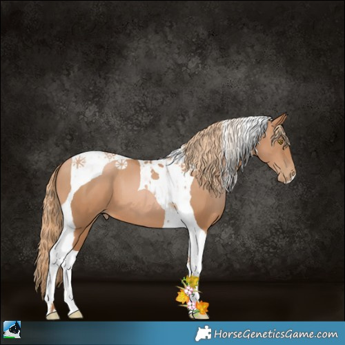 Horse Color:Chestnut Pearl Tobiano 