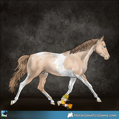 Horse Color:Gold Champagne Pearl Tobiano 