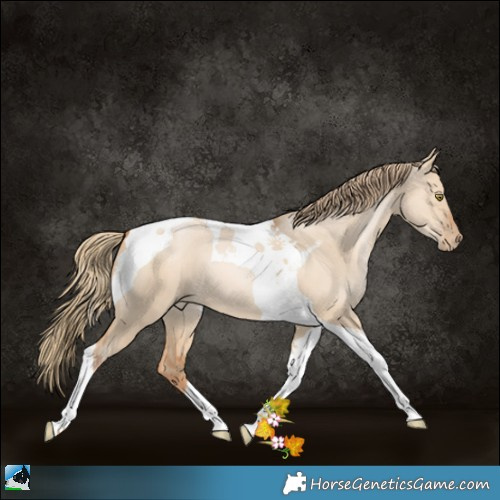 Horse Color:Red Dun Pearl Tobiano 
