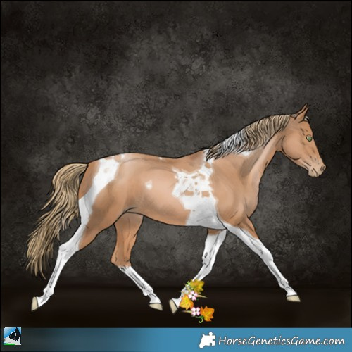 Horse Color:Chestnut Pearl Tobiano 