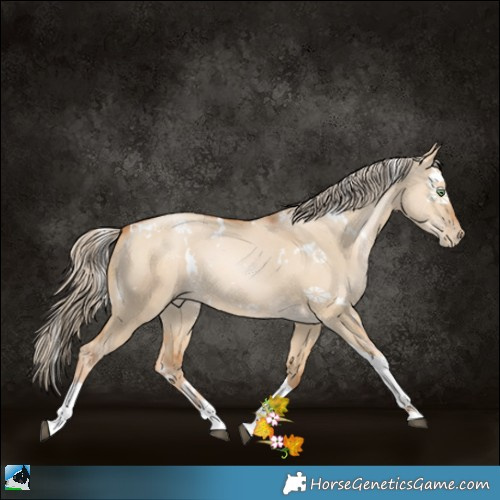 Horse Color:White Spotted Red Dun Pearl Tobiano 
