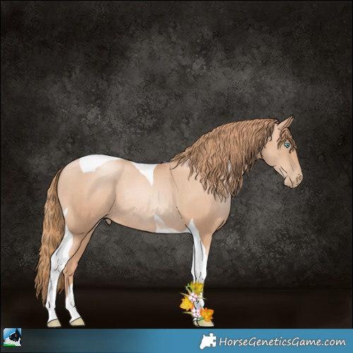 Horse Color:Gold Champagne Pearl Tobiano Rabicano 
