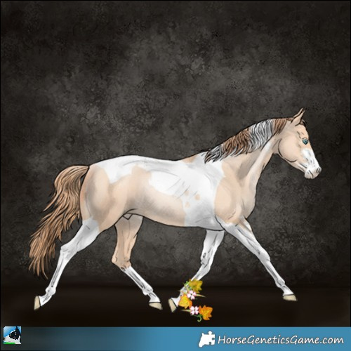 Horse Color:Amber Champagne Pearl Sabino Tobiano Rabicano 