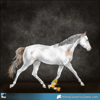 Horse Color:Gold Champagne Pearl Splash Tobiano 