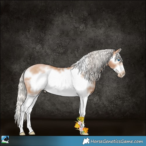 Horse Color:White Spotted Silver Black Pearl Splash Frame 