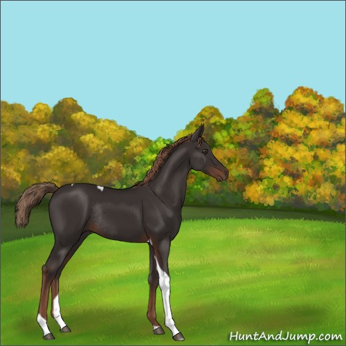 Horse Color:Liver Chestnut Tobiano Rabicano 