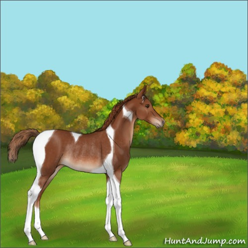 Horse Color:Chestnut Tobiano Rabicano 
