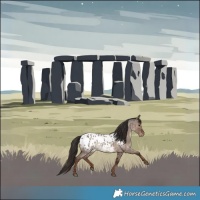 Horse Color:Liver Red Dun Roan Appaloosa Brindle 