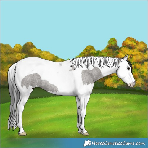 Horse Color:Grullo Roan Splash Tobiano