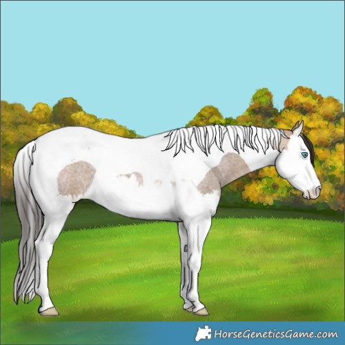Horse Color:Bay Roan Dun Splash Tobiano