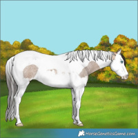 Horse Color:Bay Roan Dun Splash Tobiano 