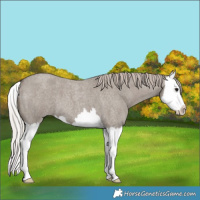 Horse Color:Silver Grullo Roan Splash 