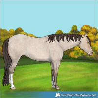 Horse Color:Sable Champagne Roan Dun