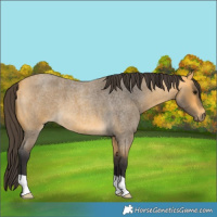 Horse Color:Buckskin Roan