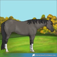 Horse Color:Grullo