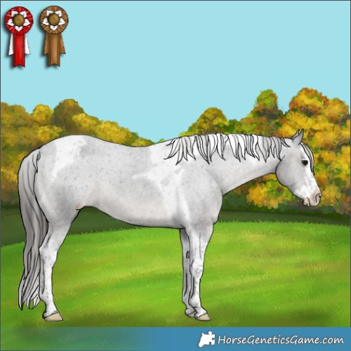 Horse Color:Black Splash Tobiano Appaloosa 