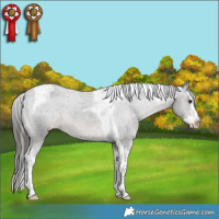 Horse Color:Black Splash Tobiano Varnish 