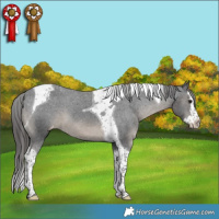 Horse Color:Black Splash Tobiano Appaloosa