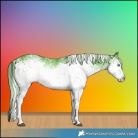 Horse Color:Plaid  White Spotted Chocolate Palomino Splash 