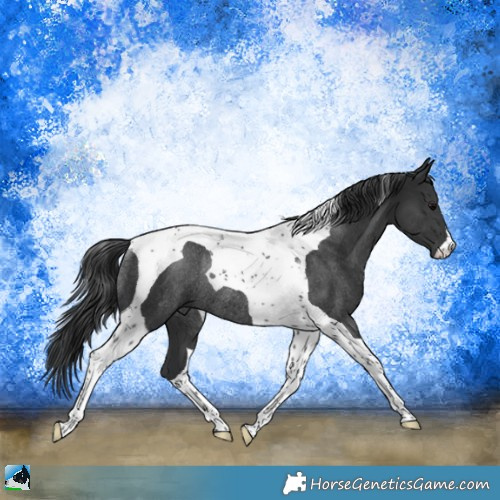 Horse Color:Platinum Black Tobiano Rabicano 