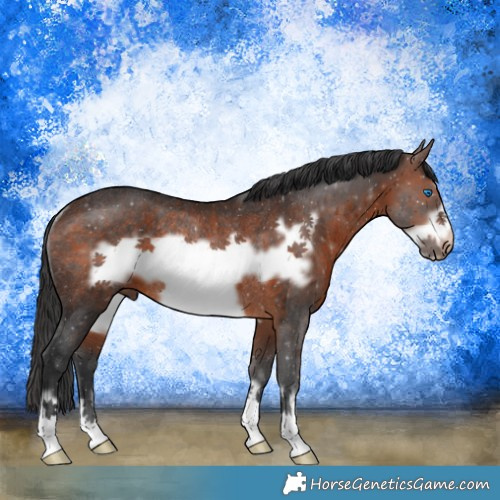 Horse Color:Brown Frame Rabicano 