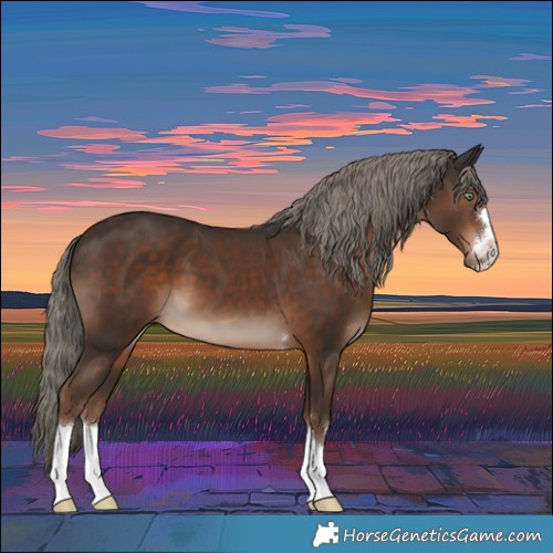 Horse Color:Liver Chestnut Mushroom 