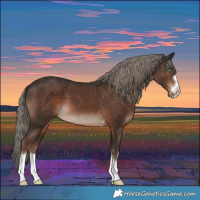 Horse Color:Liver Chestnut Mushroom 