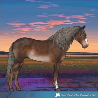 Horse Color:Liver Chestnut Mushroom