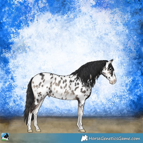 Horse Color:Blue Onyx Sabino Appaloosa Rabicano 