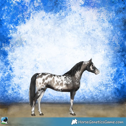 Horse Color:Blue Onyx Ice Mushroom Sabino Appaloosa Rabicano 