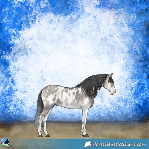 Horse Color:Grullo Onyx Sabino Appaloosa Rabicano 