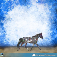 Horse Color:Nacre White Spotted Black Rabicano 