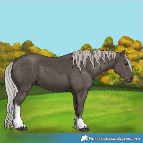 Horse Color:Silver Black Tobiano 